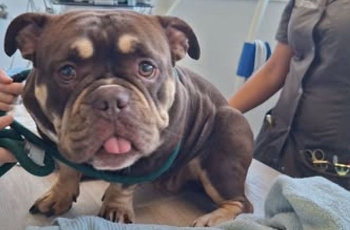 Politie bevrijdt hond uit snikhete auto: ‘Lichaamstemperatuur was opgelopen tot 42,3 graden’