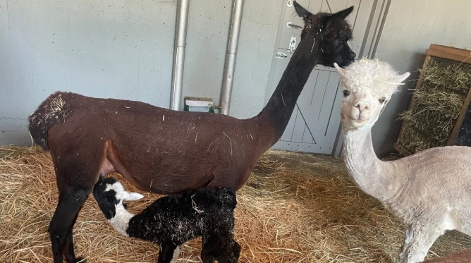Feest op Papenhoeve: alpacajong Nacho is geboren