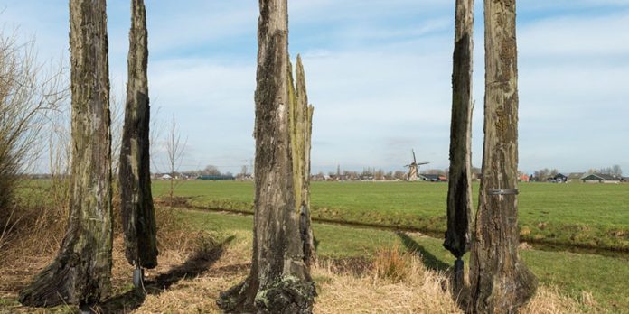22 augustus Wandeling Alblasserbos veeneiken - 1