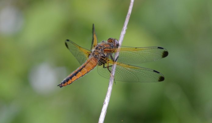 27 aug. Lezing Libellen_v1 - 1