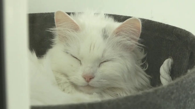 kat