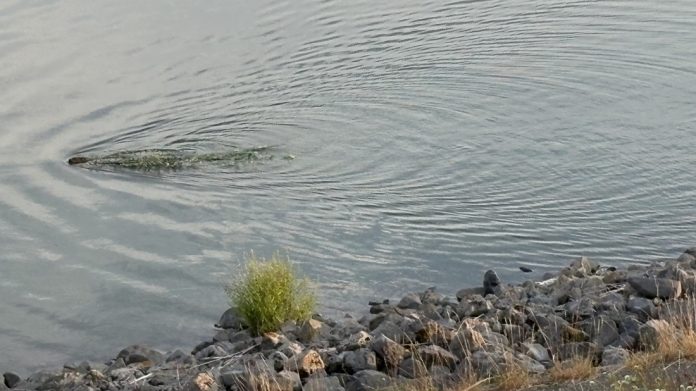 bever1