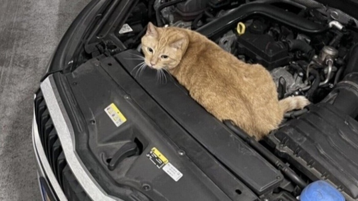Poes Chica lift per ongeluk mee naar Dordrecht