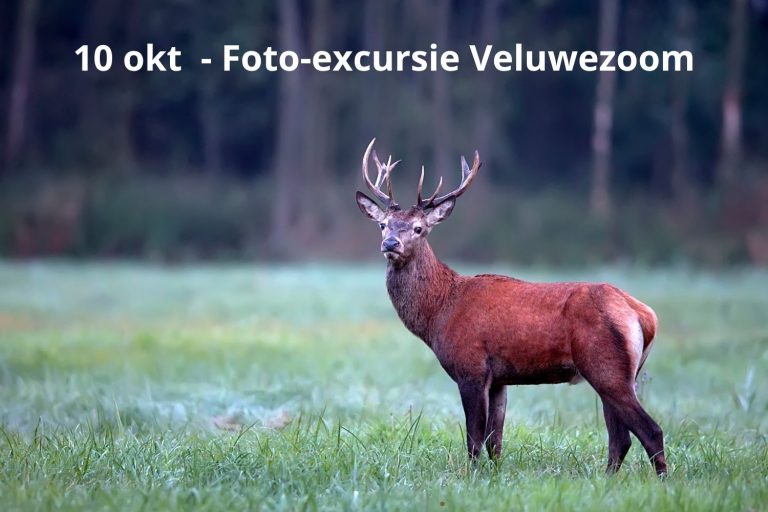 Met de camera op pad op de Veluwezoom