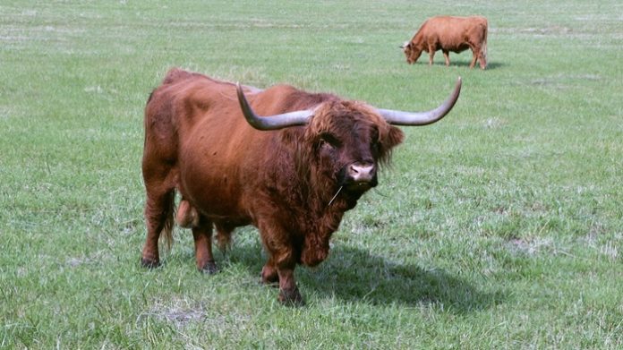 schotshooglanders pixabay