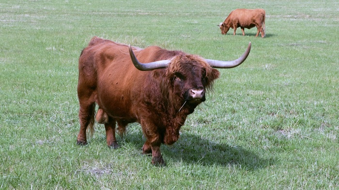 Schotse hooglanders op N3, weg tijdlang afgezet