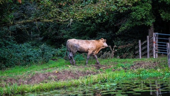stier busink